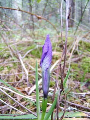45 wild iris.jpg